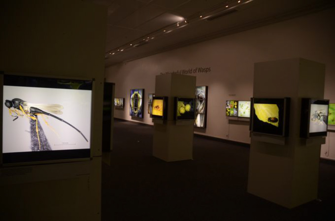 Wasp_exhibition__DSC3434